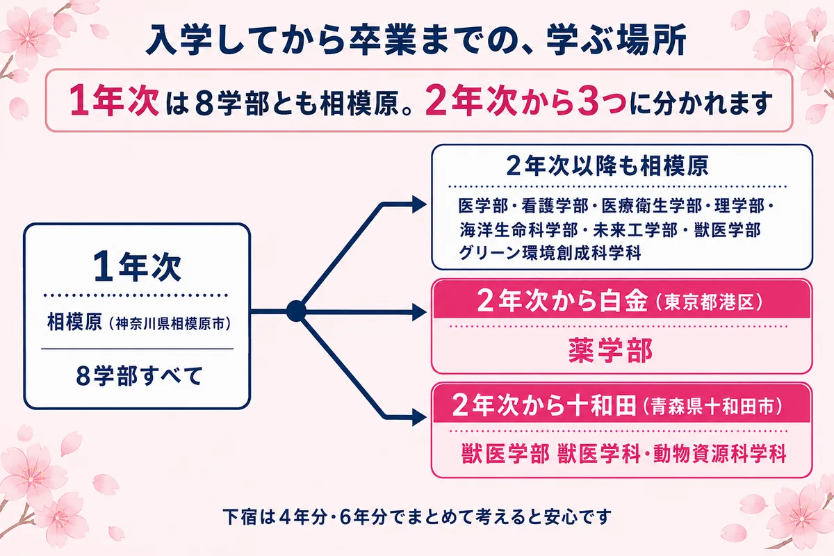 北里大学の1年次は8学部とも相模原、2年次から白金・十和田に分かれる流れ図